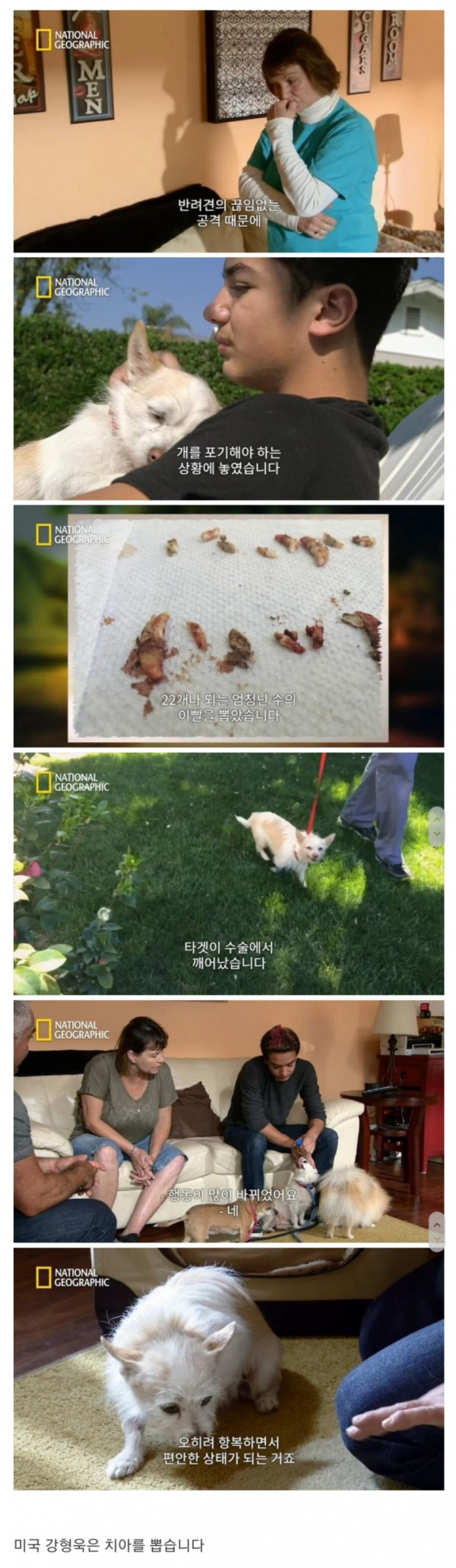 미국 강형욱의 반려견 행동 교정법