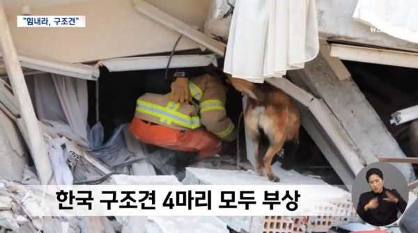 구조작업에 투입됐던 한국 구조견들 근황