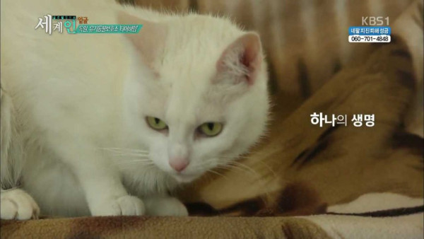 독일의 동물 보호소 수준