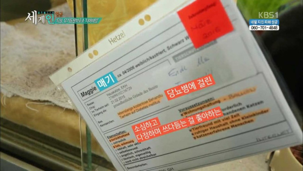 독일의 동물 보호소 수준