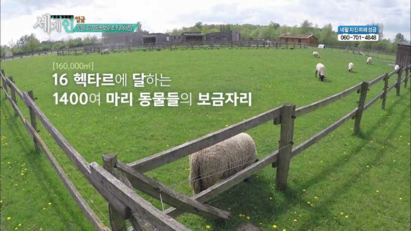 독일의 동물 보호소 수준