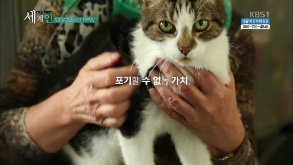 독일의 동물 보호소 수준