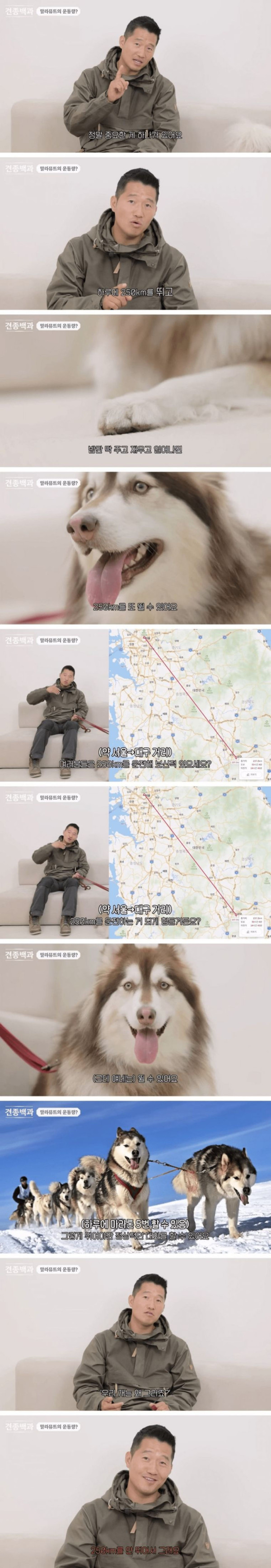 강형욱이 키우지 말라는 강아지