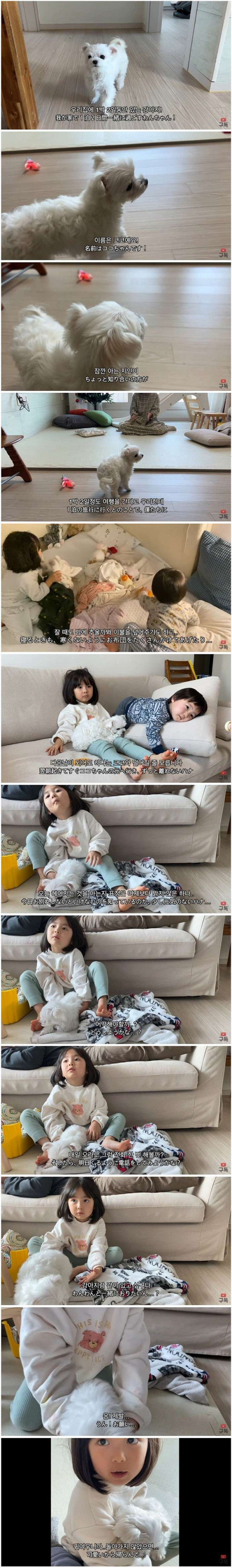 댕댕이를 너무 키우고 싶은 아이