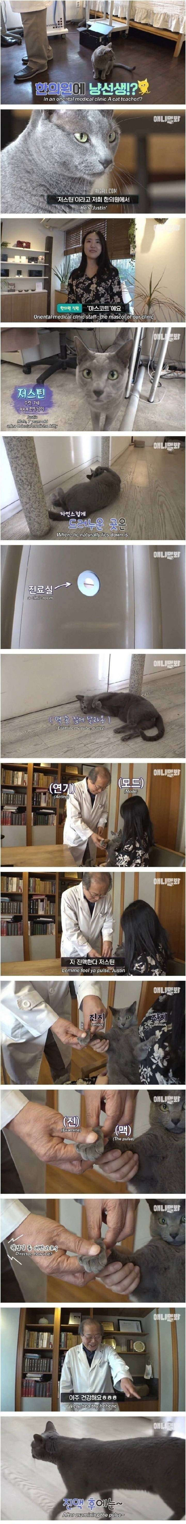 한의원 냥이의 고상한 식습관