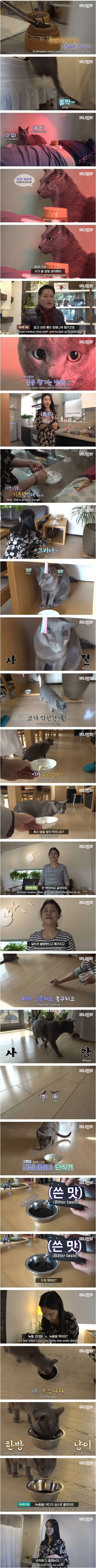 한의원 냥이의 고상한 식습관