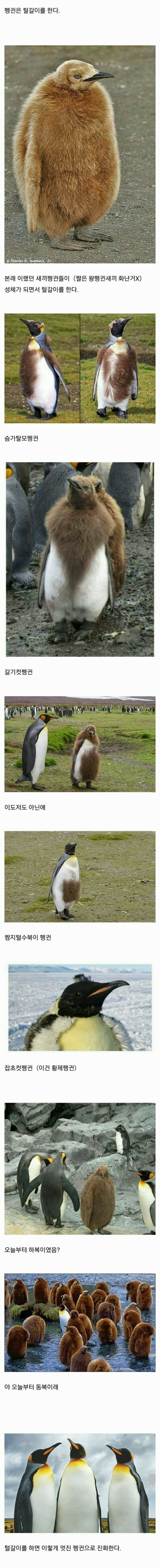 의외로 털갈이를 하는 동물