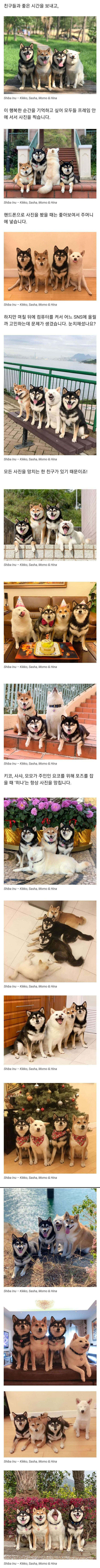 꼭 단체사진 망치는 흰둥이