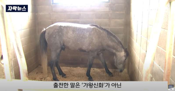 한국 경마 근황