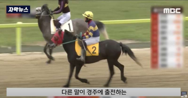 한국 경마 근황