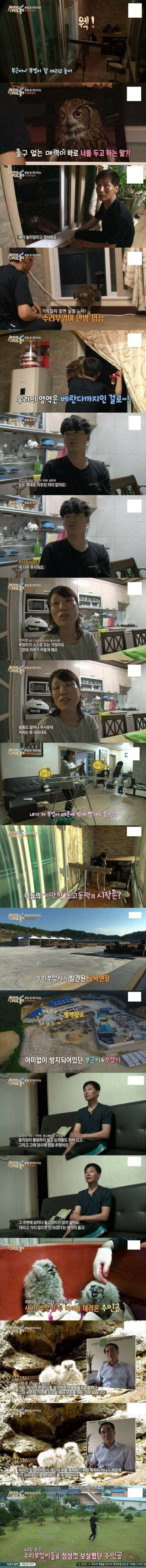 버려진 새끼부엉이를 돌봐준 결과