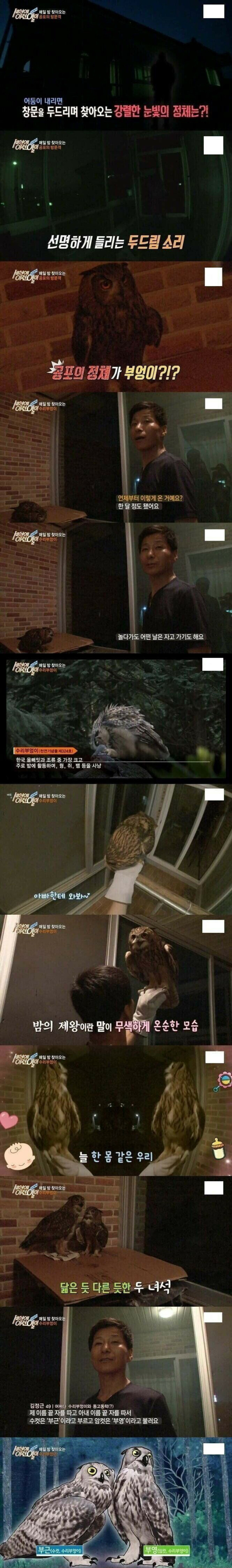 버려진 새끼부엉이를 돌봐준 결과