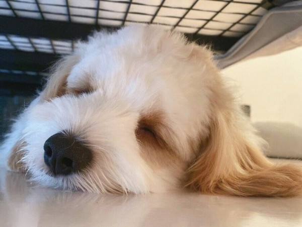 "덥다:를 표현하는 강아지