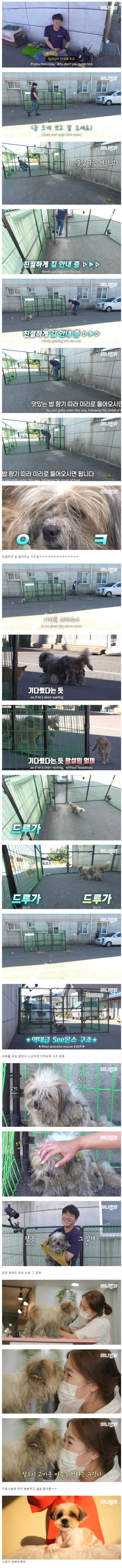 동물농장 역사상 가장 평화로웠던 유기견 구조