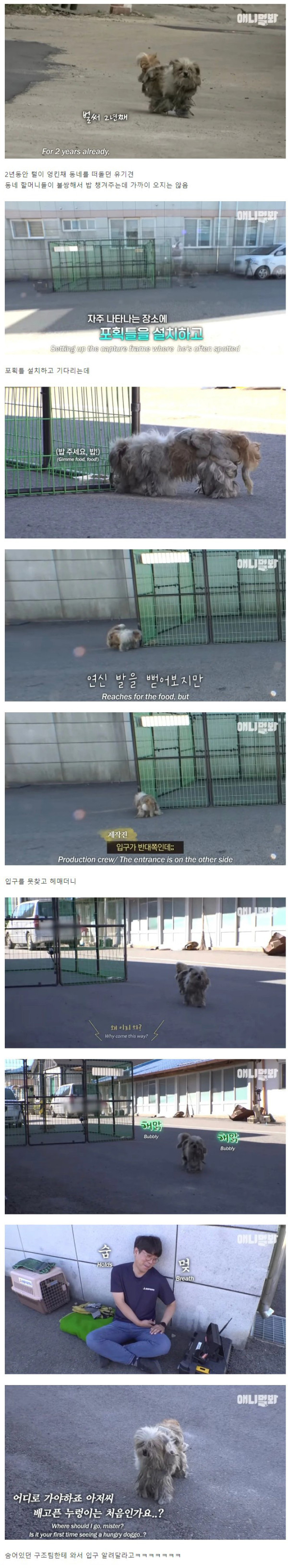 동물농장 역사상 가장 평화로웠던 유기견 구조
