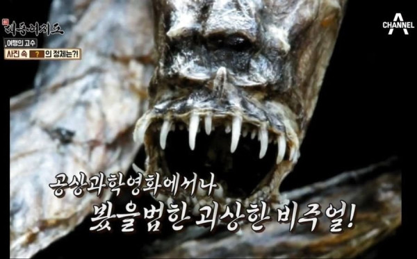 장어보다 정력에 좋다는 물고기