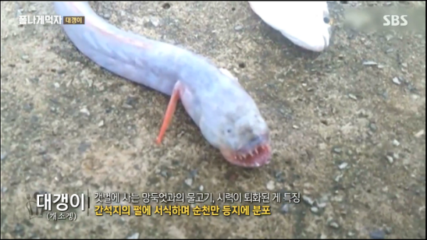 장어보다 정력에 좋다는 물고기