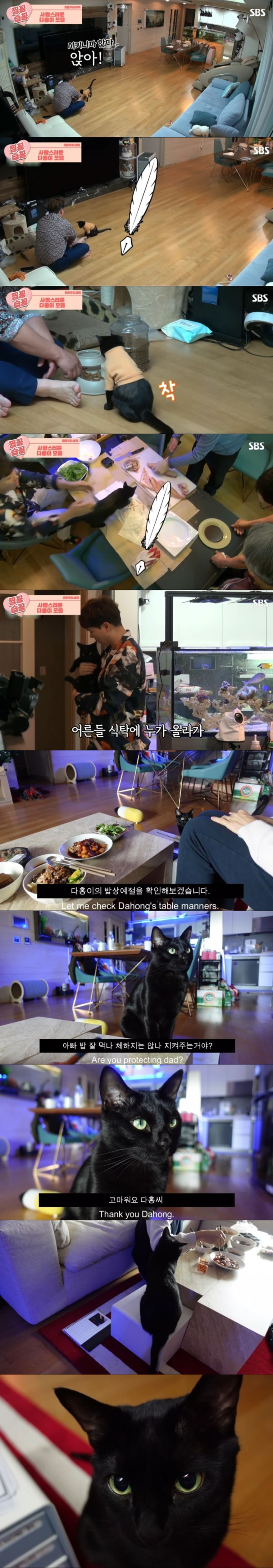 박수홍 고양이 다홍이가 영리하다고 하는 이유