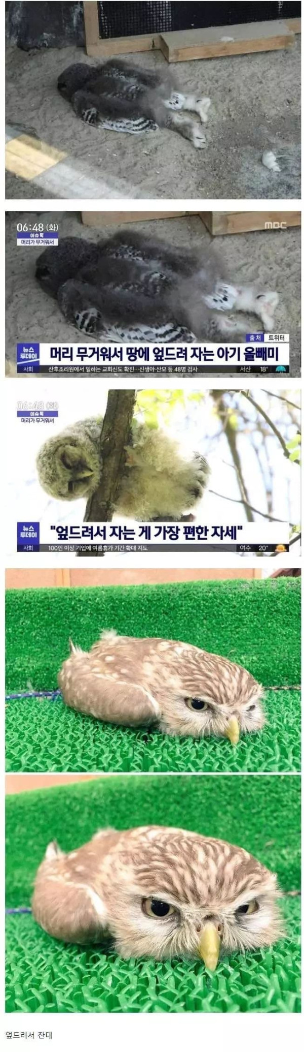 올빼미의 자는 방식