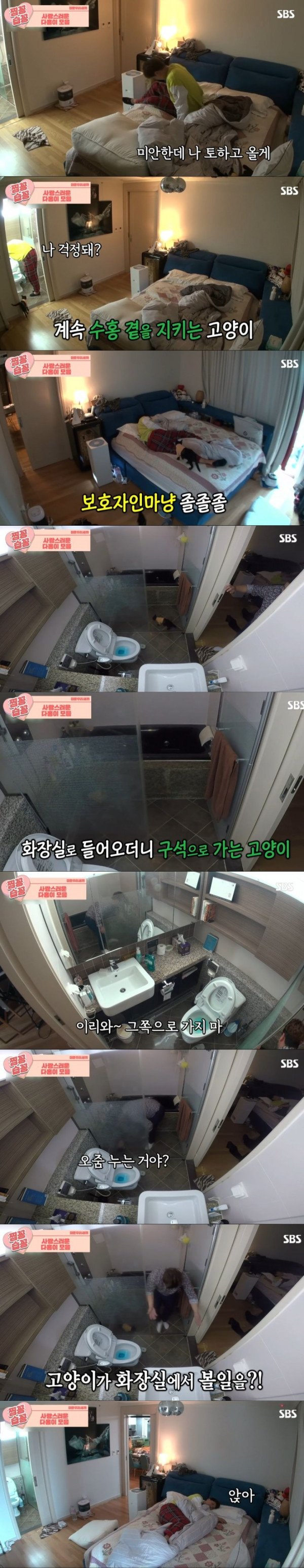 박수홍 고양이 다홍이가 영리하다고 하는 이유