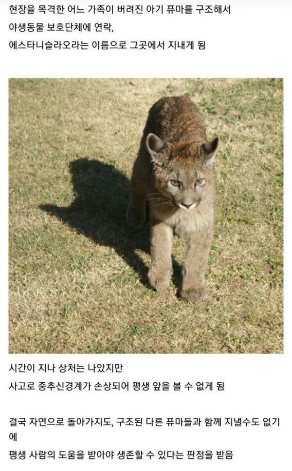 사고로 눈이 먼 아기 퓨마.. 그 이후