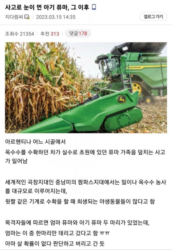 사고로 눈이 먼 아기 퓨마.. 그 이후