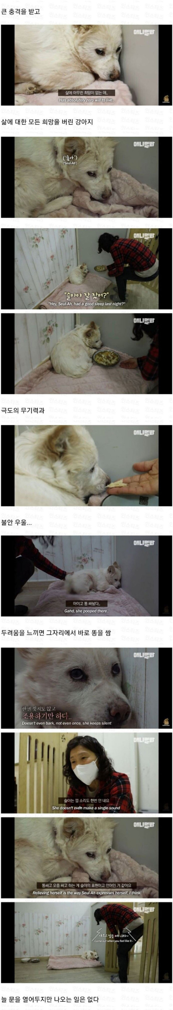 극심한 우울증에 걸린 강아지
