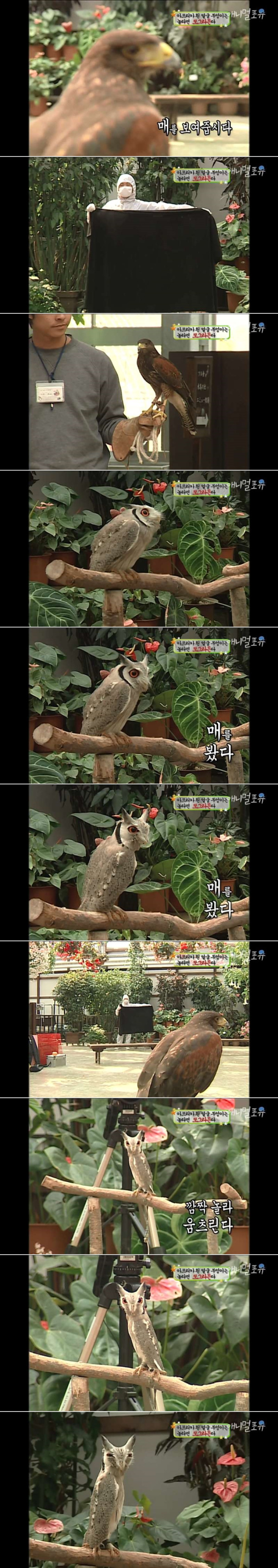 놀라면 쪼그라드는 부엉이