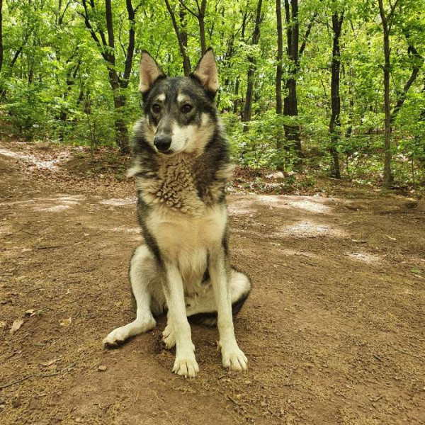 길 안내해주던 들개 근황