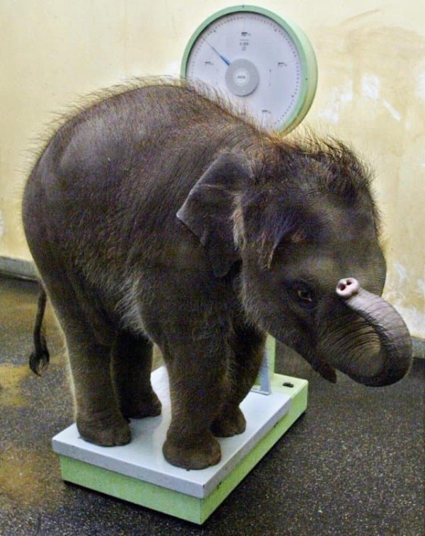 동물들 몸무게 재는 방법