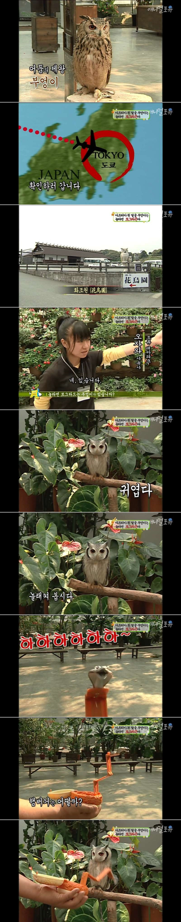놀라면 쪼그라드는 부엉이