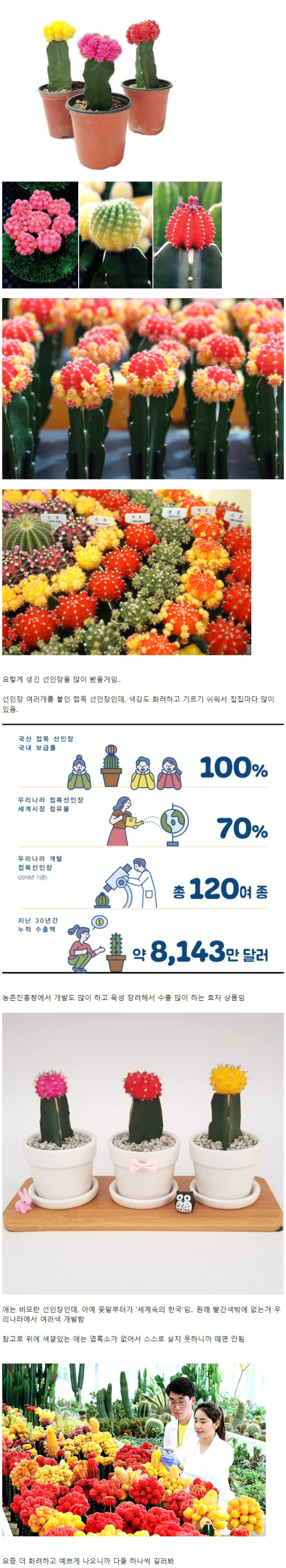 세계 시장 70% 점유하는 한국산 식물