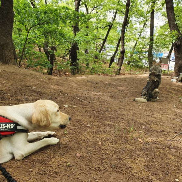길 안내해주던 들개 근황