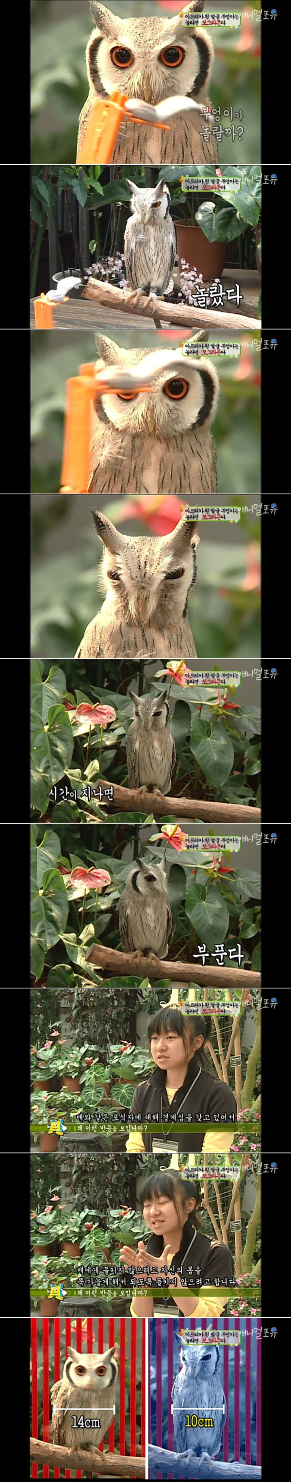 놀라면 쪼그라드는 부엉이