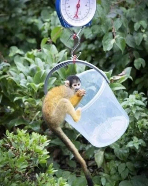 동물들 몸무게 재는 방법