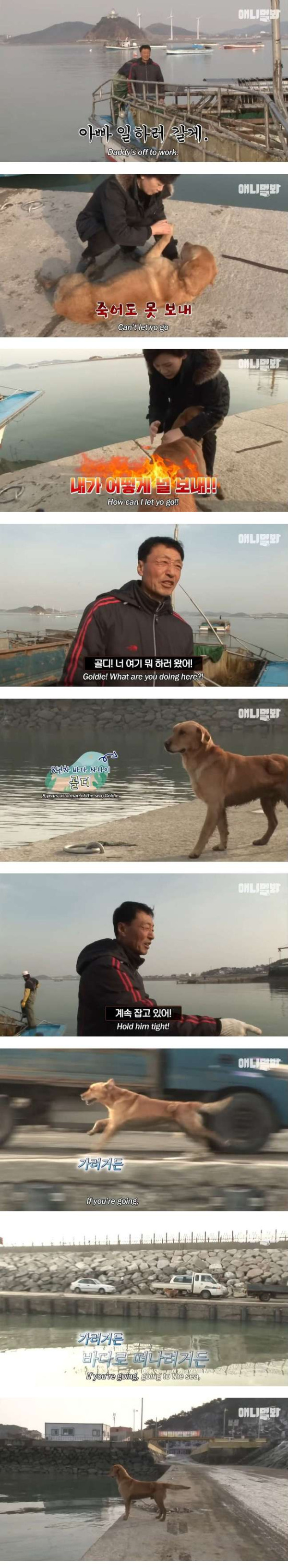 동물농장 유튜브에 출연한 천재견