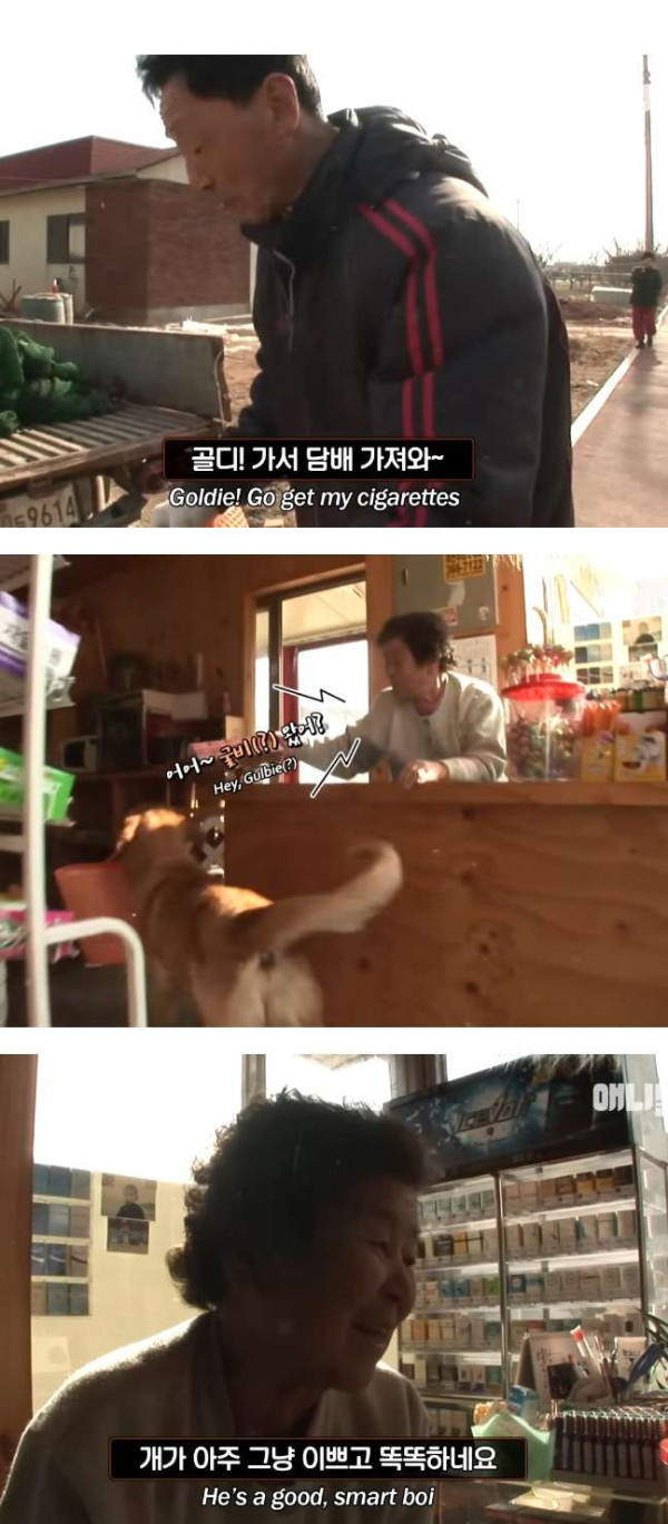 동물농장 유튜브에 출연한 천재견