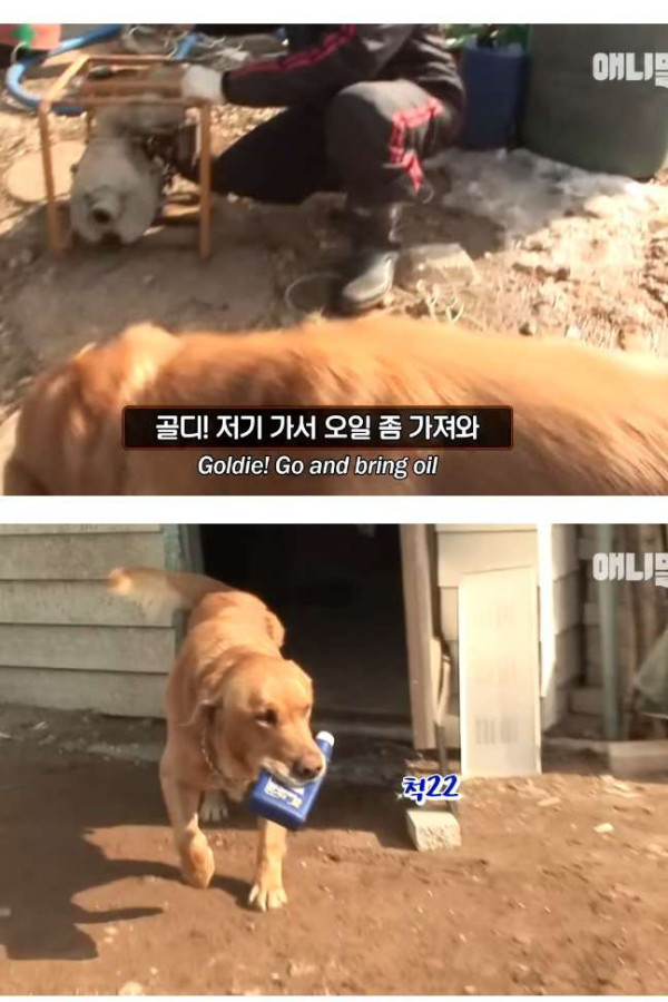 동물농장 유튜브에 출연한 천재견