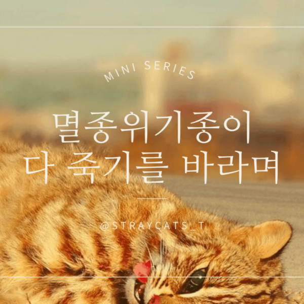 우리나라 토종 멸종위기종인 삵이 복원 불가능한 이유