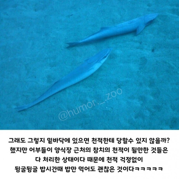 인간 덕분에 꿀빨고 있는 생물