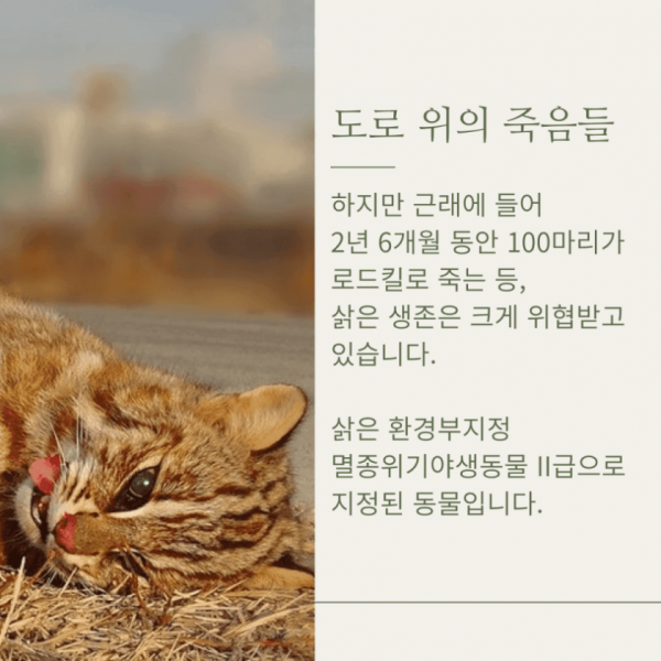 우리나라 토종 멸종위기종인 삵이 복원 불가능한 이유