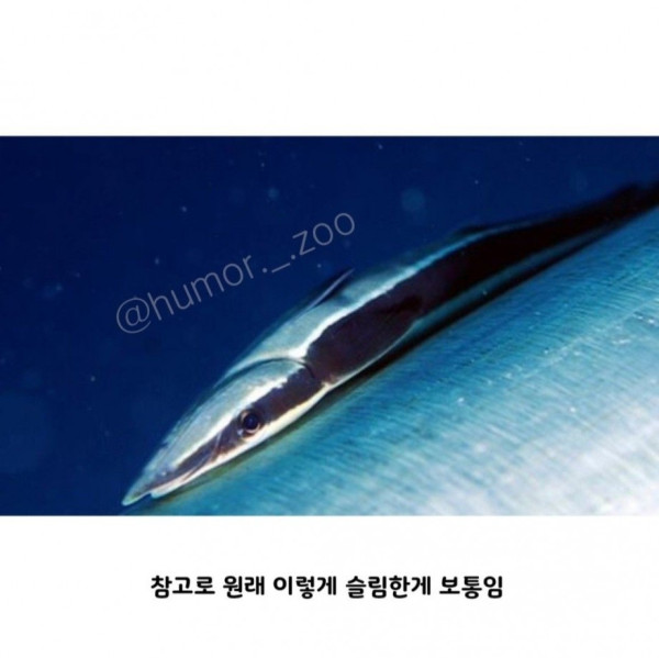인간 덕분에 꿀빨고 있는 생물