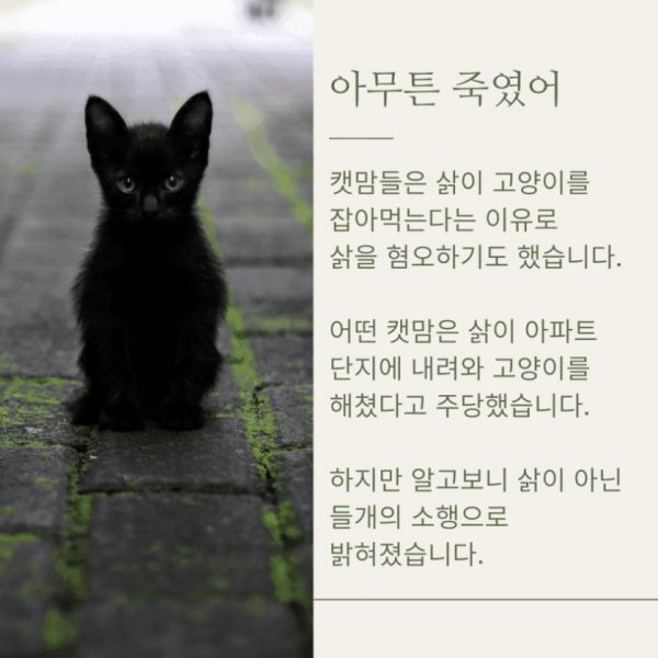 우리나라 토종 멸종위기종인 삵이 복원 불가능한 이유