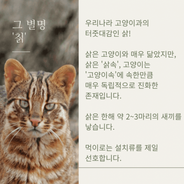 우리나라 토종 멸종위기종인 삵이 복원 불가능한 이유