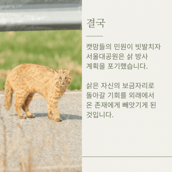 우리나라 토종 멸종위기종인 삵이 복원 불가능한 이유