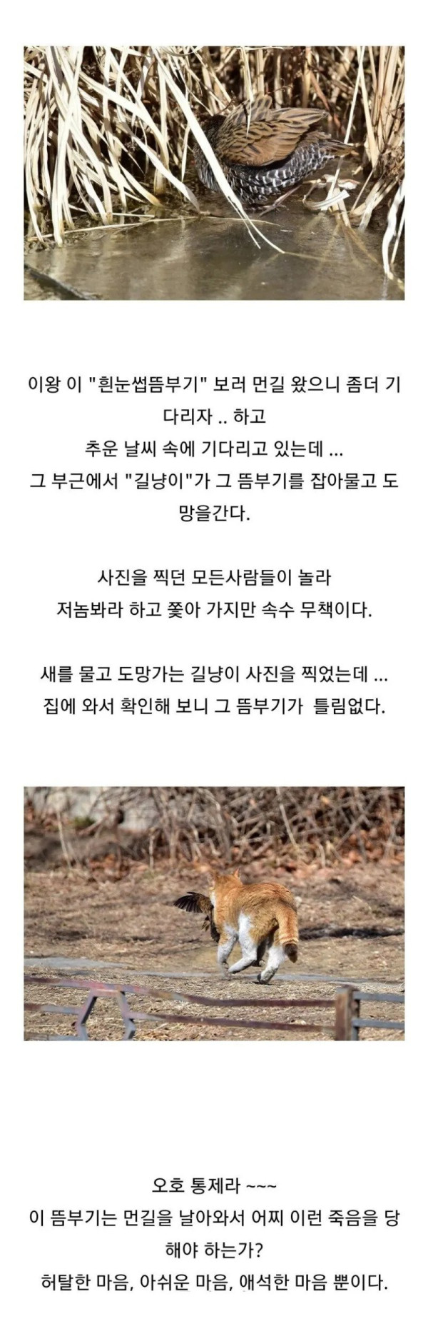 조류 동호회 회원들이 망연자실한 이유