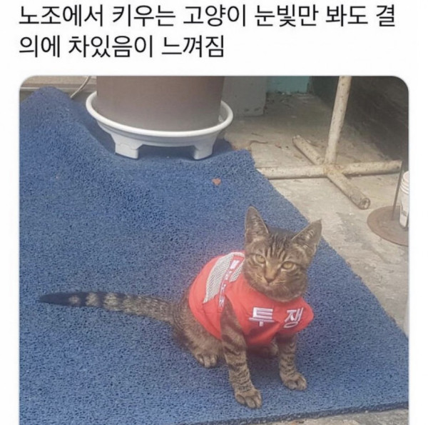 노조에서 키우는 투쟁 고양이