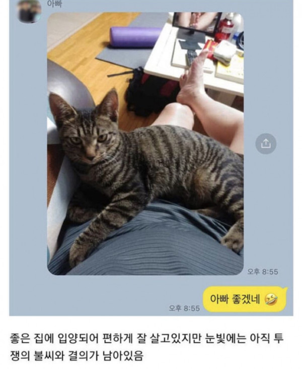 노조에서 키우는 투쟁 고양이