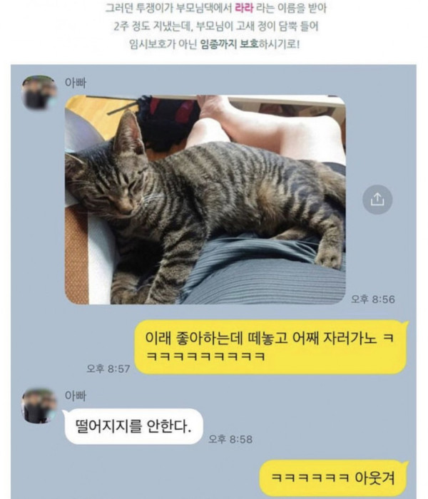 노조에서 키우는 투쟁 고양이