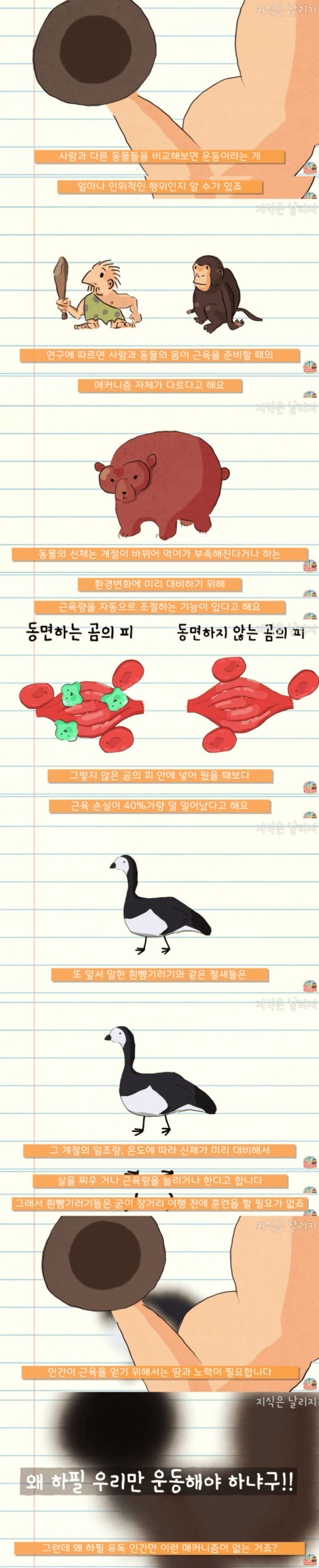 인간이 근육을 포기하고 얻은 것
